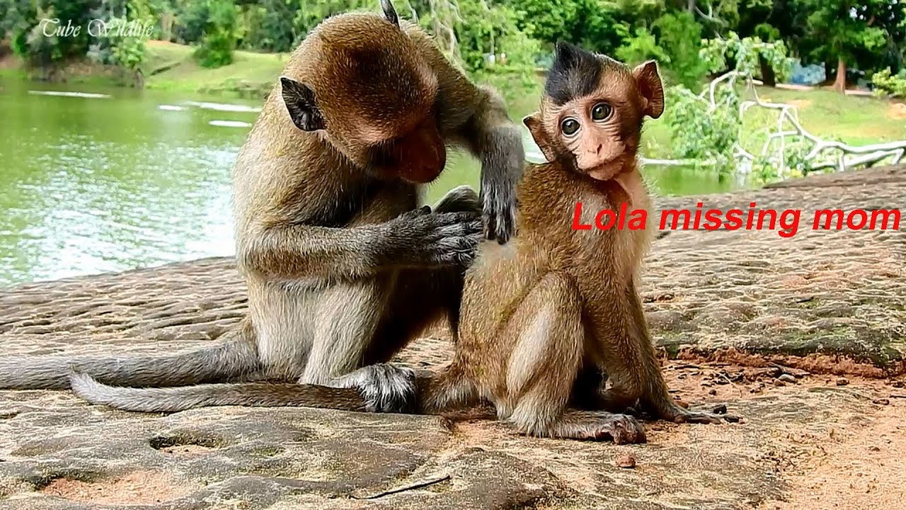 petco hours Sad Baby LOLA Playing Alone & Missing Mom BUT AMARA Is So Kind Coming Grooms & Nurses LOLA Warmly.