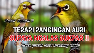 AMPUH!!! TERAPI PLECI AURI CEPAT BUKA PARUH