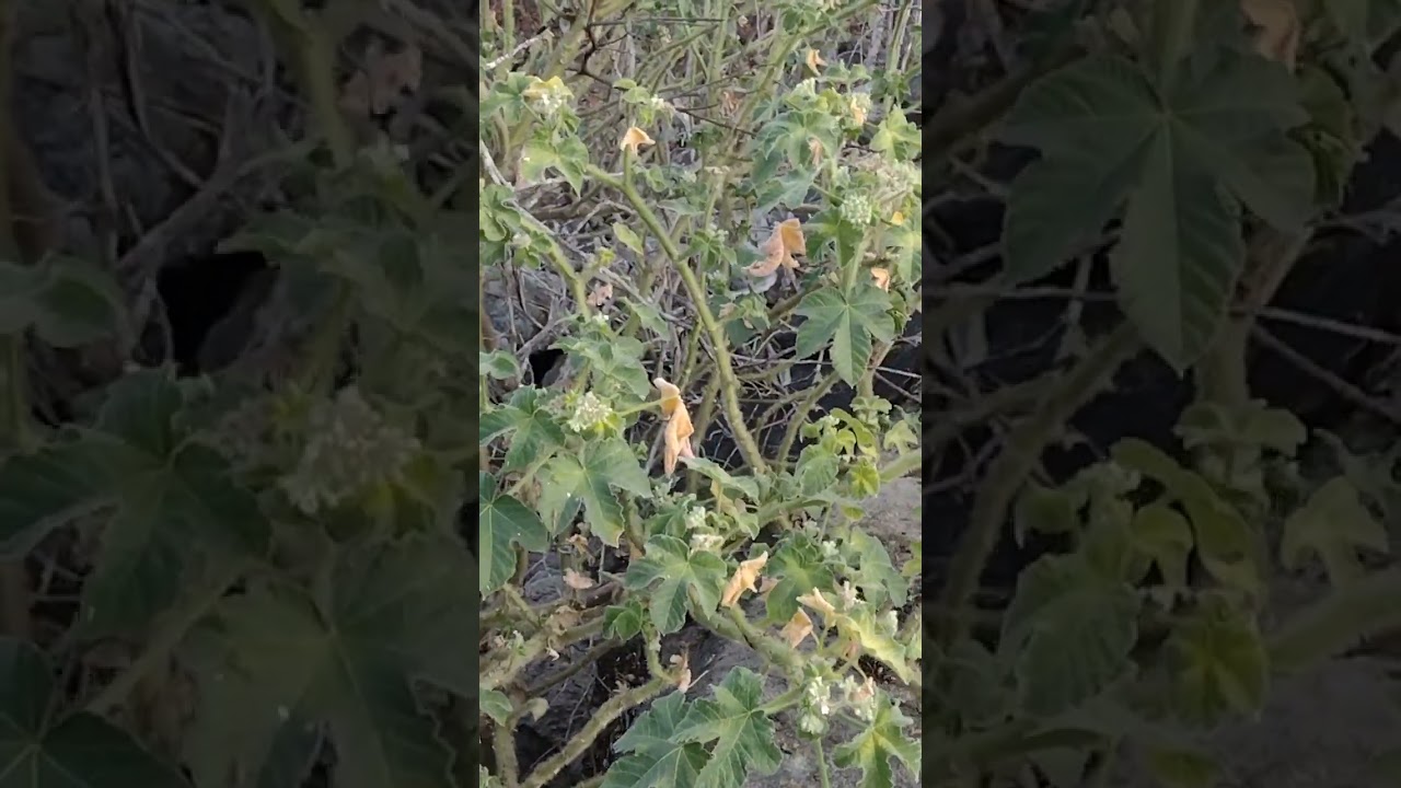 Natureza, pio do mocó