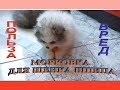 Чем можно кормить щенка шпиц.🐶ЩЕНКИ ШПИЦА И МОРКОВКА ДЛЯ ЩЕНКОВ/ ПОЛЬЗА ИЛИ ВРЕД🥕