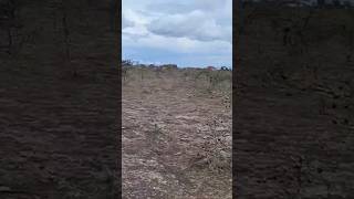 1/8 Acre Affordable Plots In Tuala Rangau Near Lebone School! Only 1.1m, Call 0725884003