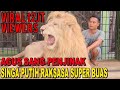 The lion whisperer from indonesia  agus sang penakluk singa putih raksasa yang buas