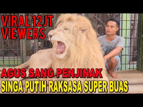 THE LION WHISPERER FROM INDONESIA - AGUS SANG PENAKLUK SINGA PUTIH RAKSASA YANG BUAS