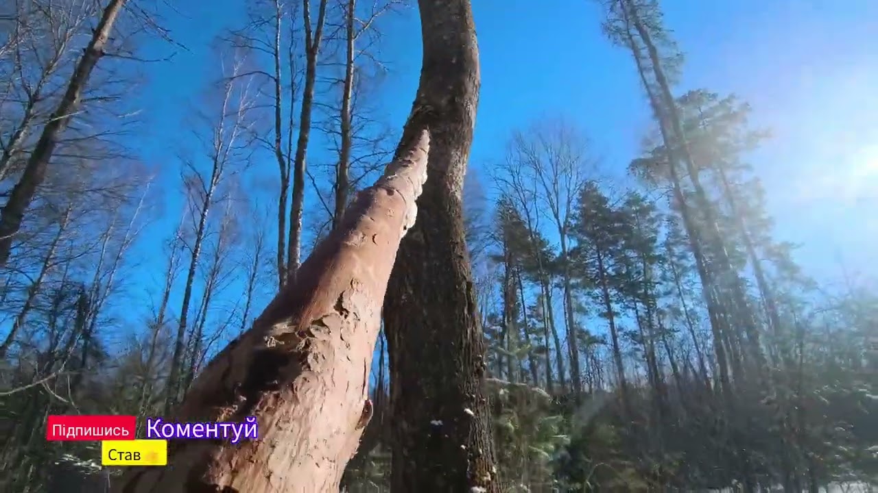 Нова ділянка 🪚 День 1 #ліс #нова ділянка#валкалісу #валка#робота#україна#українськийліс#щоденник 