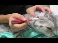 猫の耳掃除したらゴッソリ取れて超気持ちいい！