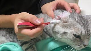 猫の耳掃除したらゴッソリ取れて超気持ちいい！