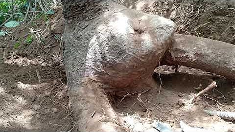 Cây Cóc Độc và Lạ | làm Bonsai cực đẹp - Tran Canh Official