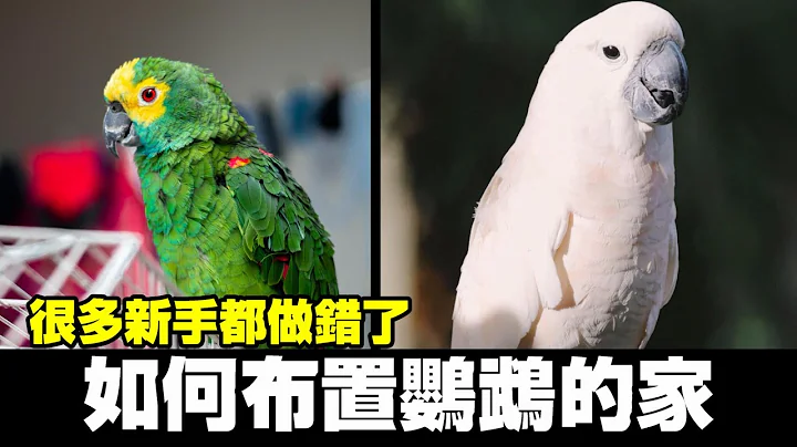 该怎么布置鹦鹉的笼子?很多新手都做错了!严重甚至会让鸟有攻击性 | 精鹉疯云 - 天天要闻