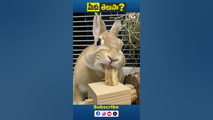 Miku Telusa | Why Do Rabbits Have Long Teeth? | Bunny Teeth Facts | Vayu News #shorts