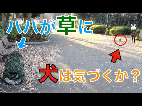 散歩中に突然、いないはずのパパが草になっていたら犬はいつ気づくのか？【トイプードル】