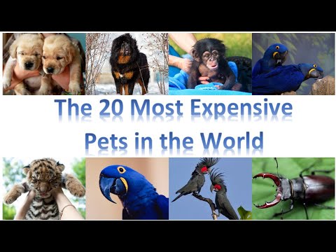 The 20 most expensive PET&rsquo;s in the world /Tips at Fingertips