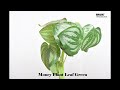 Buy money plant leaf green for decor  bharat wholesales