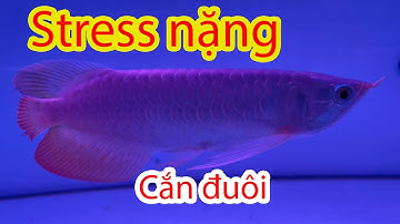 Điều trị Cá Rồng tự cắn đuôi | Bày binh bố trận