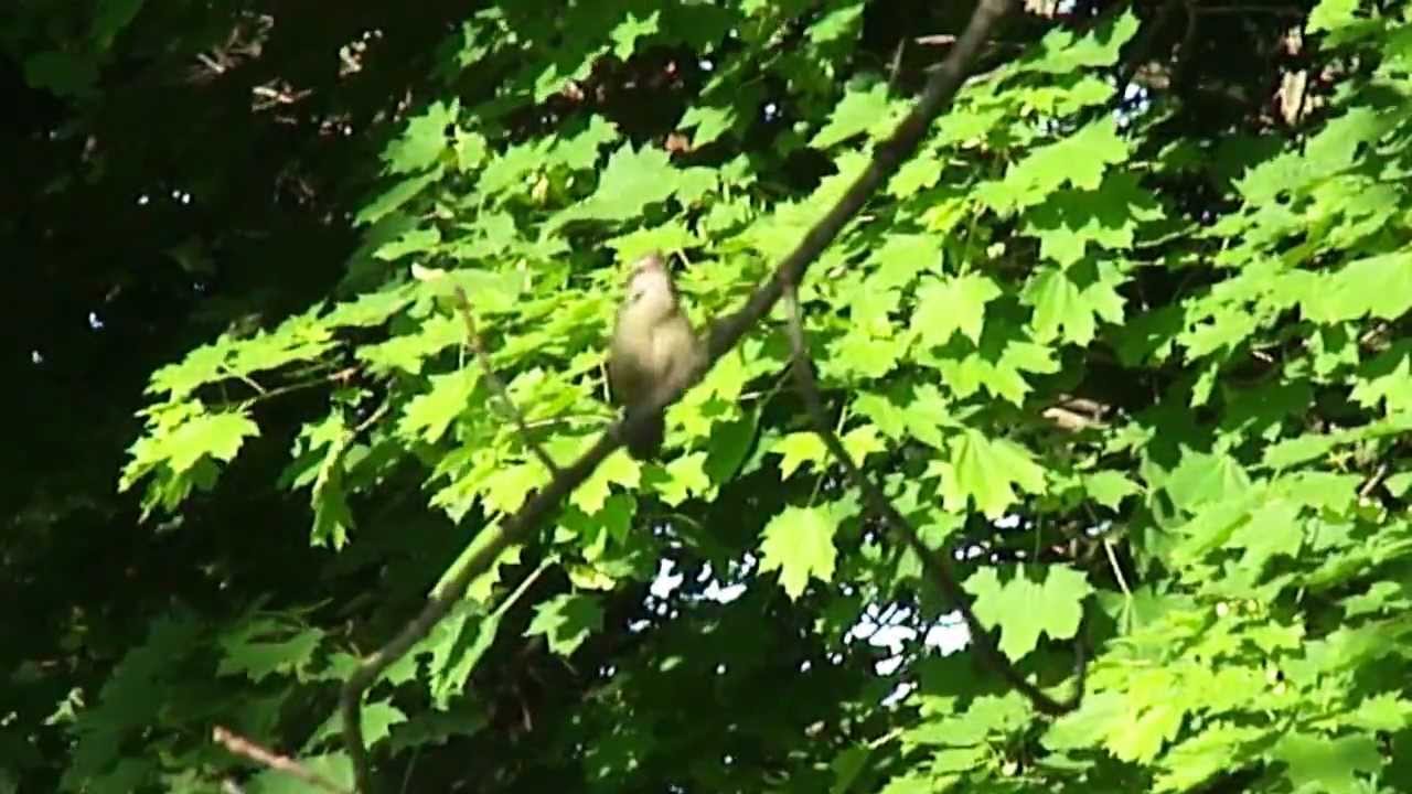 Cheeseburger Bird YouTube