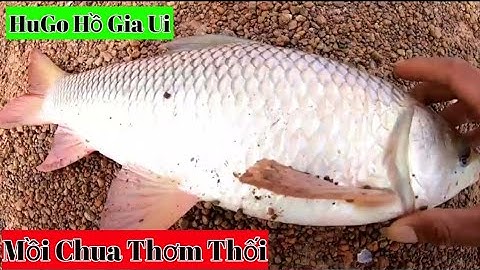 Câu Cá Trôi Khủng Ở Hồ Gia Ui | Câu Lăng Xê