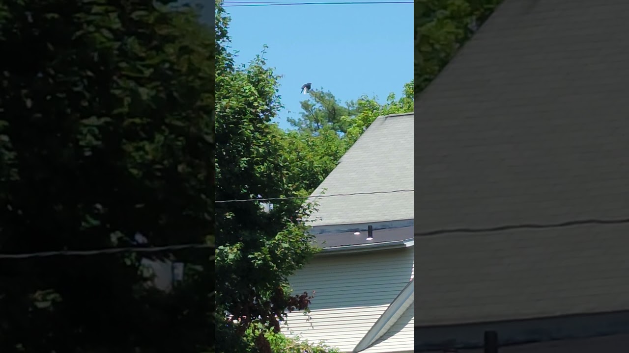 Observing a Bald Eagle sitting on a branch in front of my house 🏠