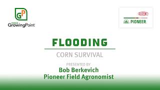 Flooding and Corn Survival