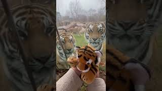 Tiger Mom’s Shock Why Is My Cub Out Here? 🐯👀🐾