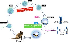 How X Chromosome is inactivated? X-inactivation cycle and dosage compensation