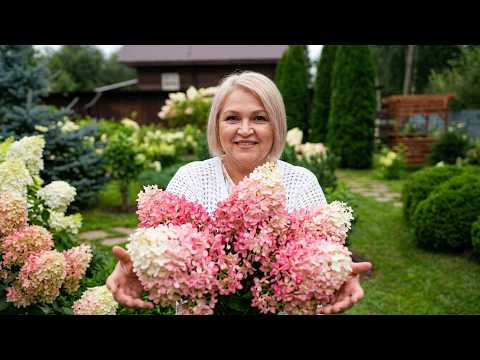 A HYDRANGEA GARDEN YOU CAN'T TAKE YOUR EYES OFF. PART 1.