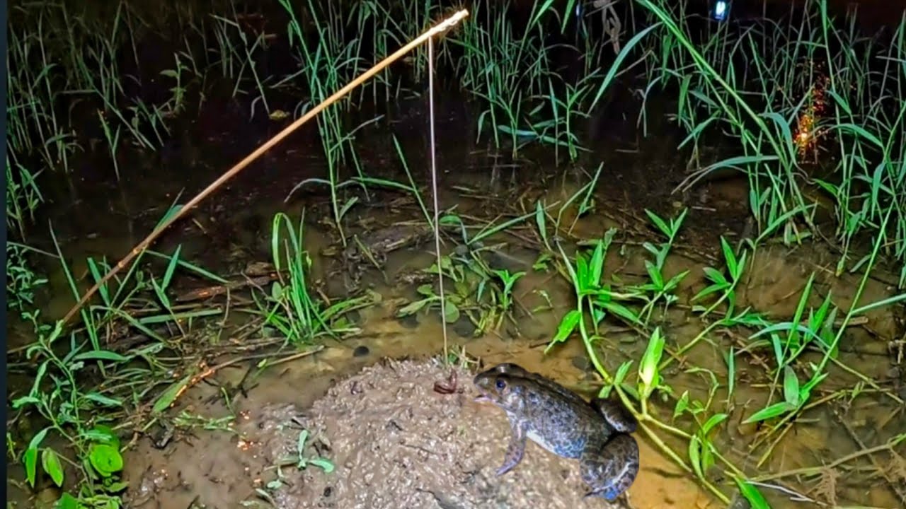 ใส่เบ็ดกบ ริมทาง มีแต่กบตัวใหญ่ๆ หมายแบบนี้อย่ามองข้าม มีตัวโดนแน่นอน