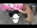 【捨犬保護】初めてのお手お座り 色々覚えてきた