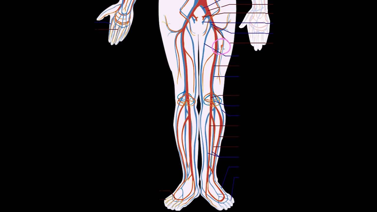 Hemoglobina | Biología humana | Biología | Khan Academy en Español matemática e suas tecnologias