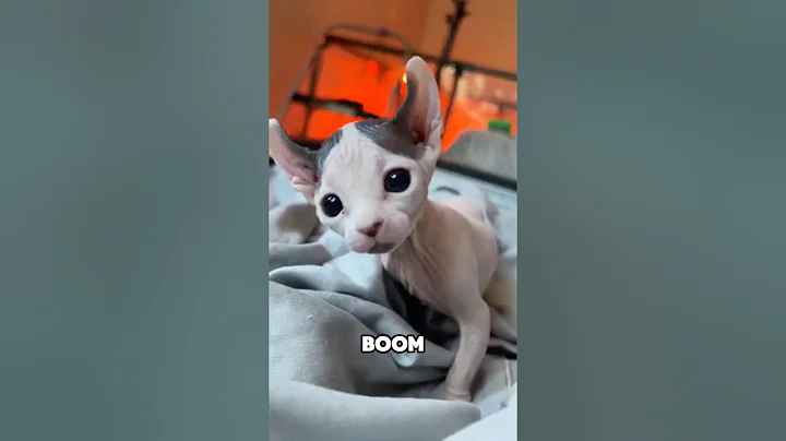 Watch the video about Sphynx Cat . Who made it ? #SphynxCat #WeirdAnimals #CatFacts #Shorts #pet #interesting #facts