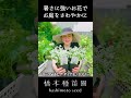 暑さに強いお花をご紹介♪【さわやかなお庭に】 #shorts