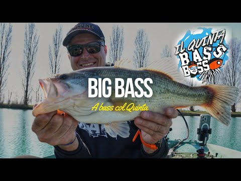 A BASS WITH THE FIFTH - FEW BUT GOOD