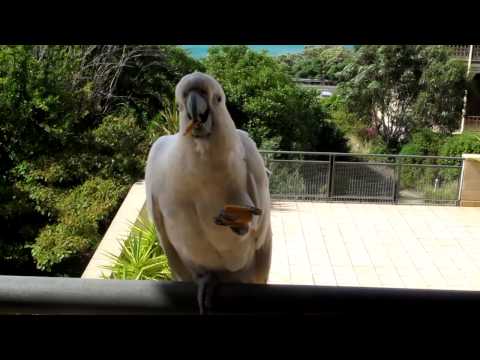 A Cockatoo Ate My Biscuit