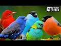 Relaxing Nature Sounds | Most Wonderful Birds of the World | Stress Relief | Birds Sounds | No Music
