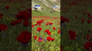 تمنح الخضرة التي تغطي تلال فستق ليق في ولاية بادغيس روح الإنسان شعورا بالسكينة والهدوء