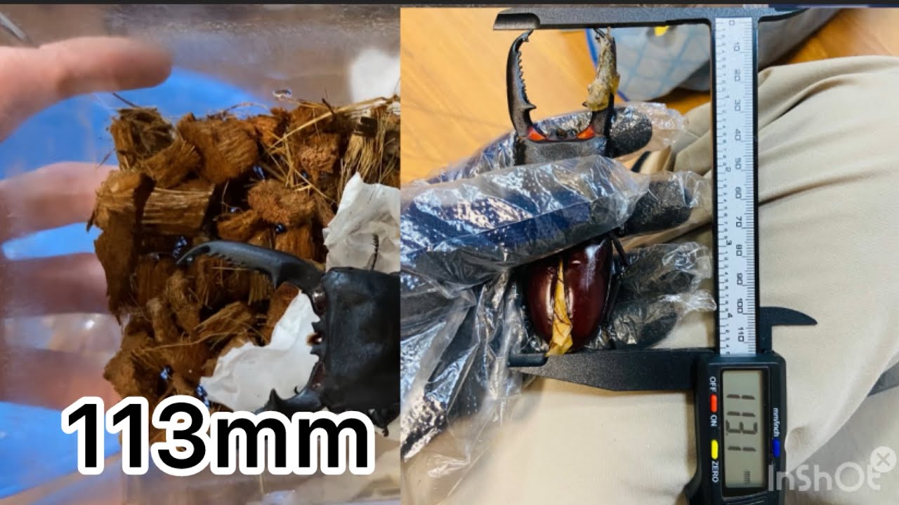 113mm] Bottle replacement for Sumatran giant stag beetle #Sumatran