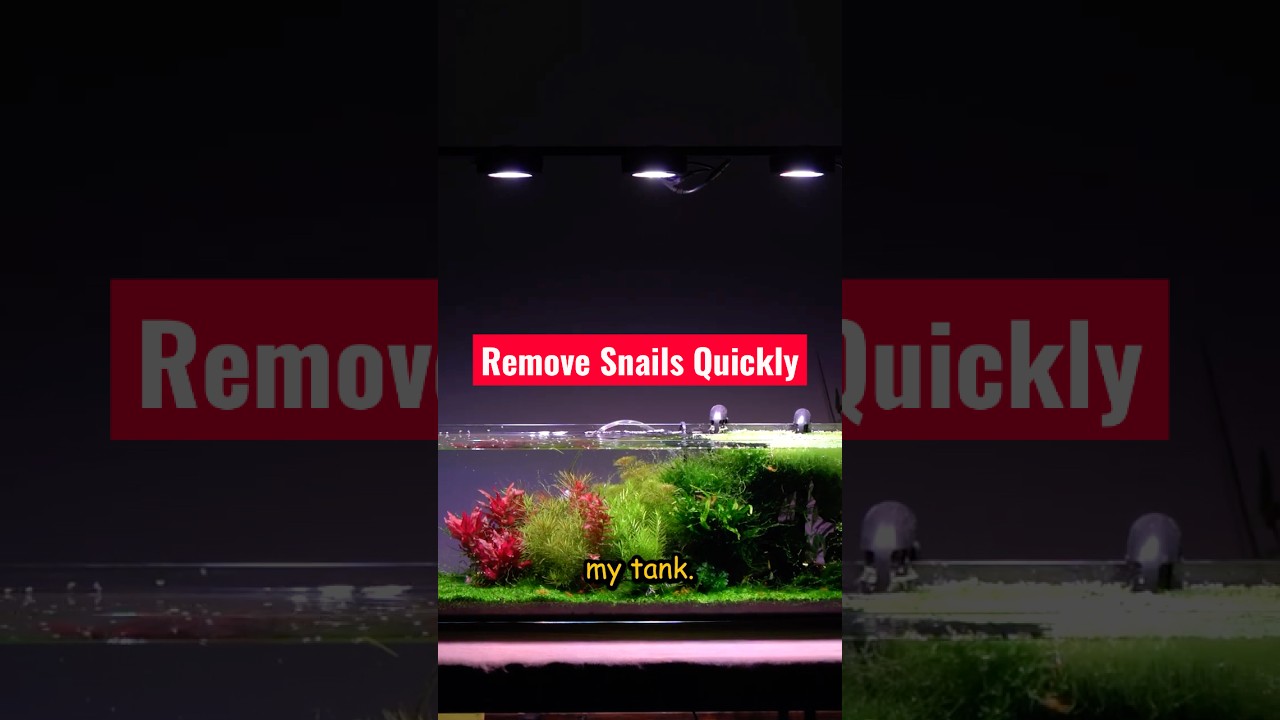 Too Many Aquarium Snails? Try This Simple Method #aquascape #fishroom #aquarium #fishtank