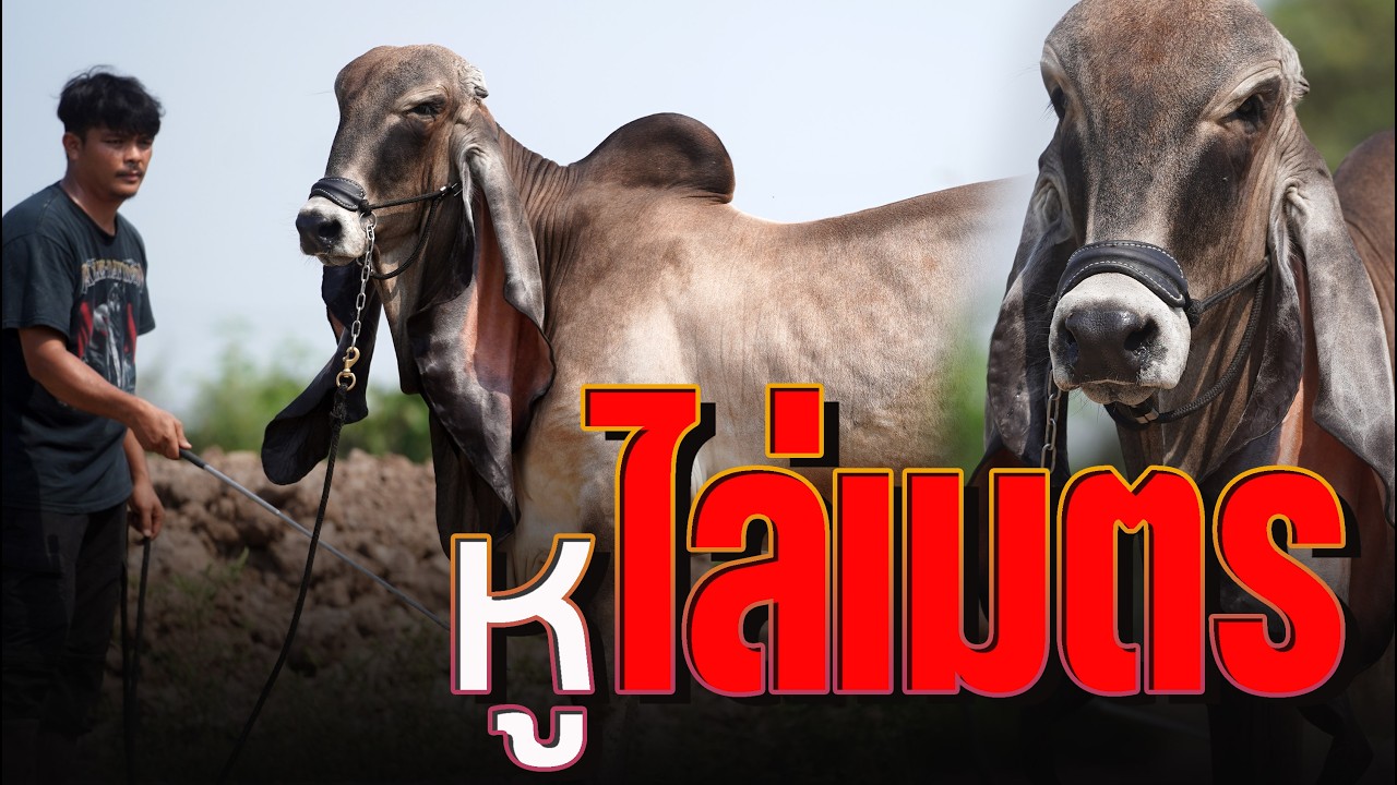 อ้ายหนู หูยาวไล่เมตร