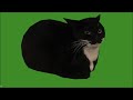 Black Cat Spinning Green Screen | Spinning Maxwell Green Screen