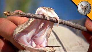 Rattlesnake with Double Fangs!