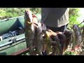 Рыбалка на реке Кубань 2021. Американский сом . Рыбалка в Анапе куда поехать ?