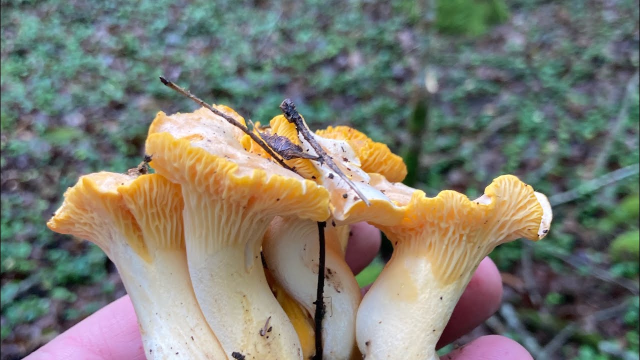 Girolles 2024 .. la premiere ceuillette elles sont arrivées✅