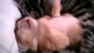 Kitten cat sleeping mother's arms.avi,חתלתול מחובק