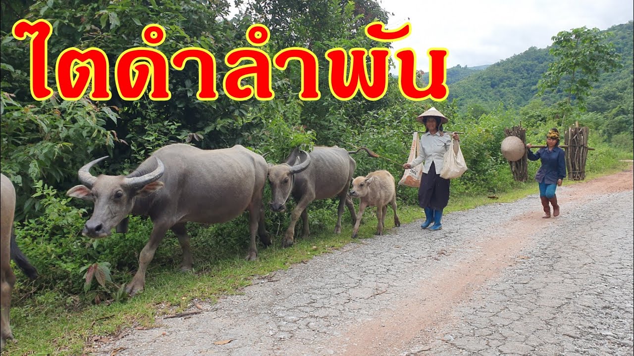 เพลงไตดำลำพัน อันโด่งดังในอดีต  กับภาพเมืองแถงในปัจจุบัน(2022)