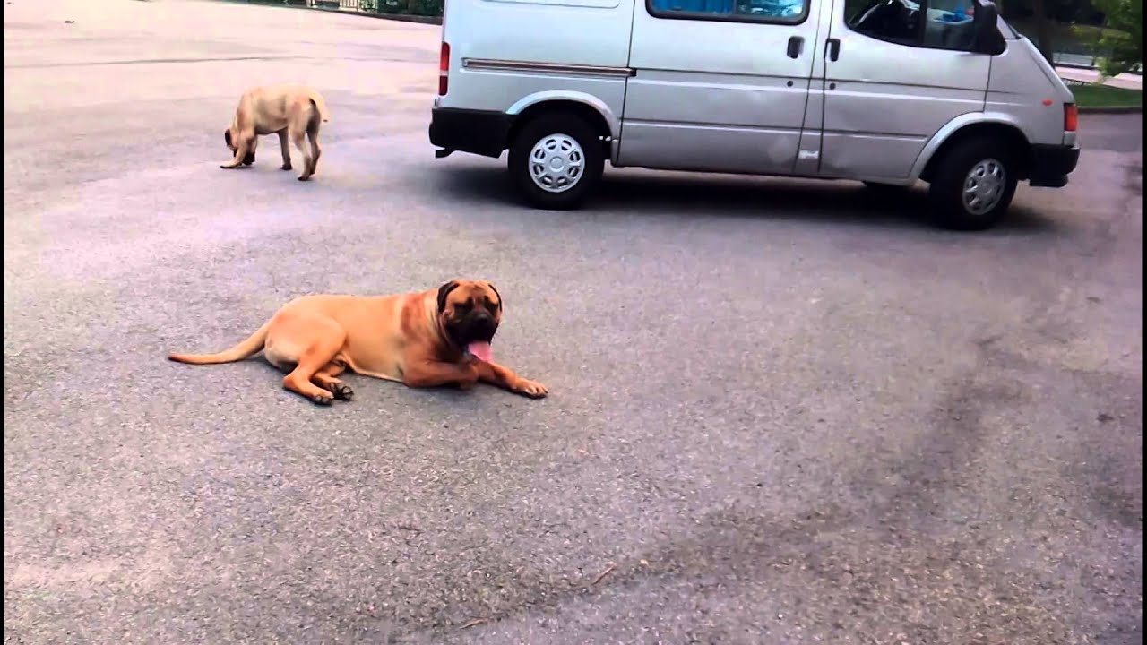 Bullmastiff miranda Avilés en la pedrisca