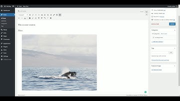 WordPress Classic Editor Strips Gutenberg Image Block