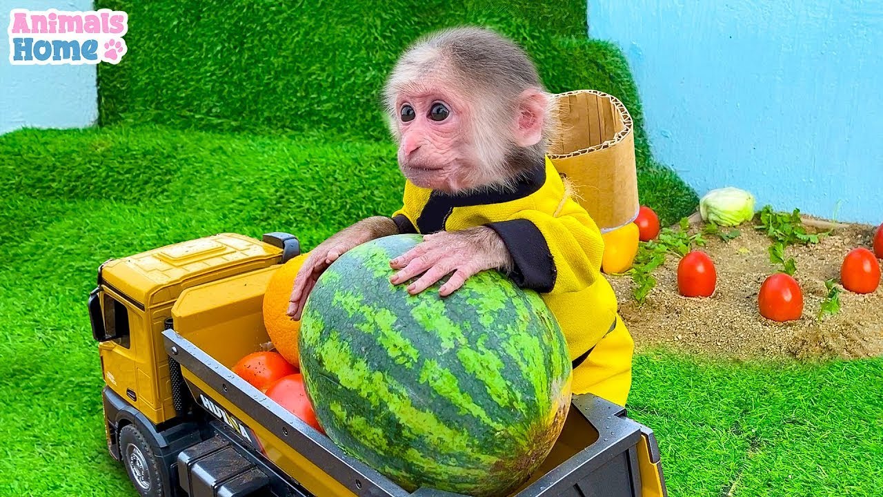 BiBi duck Monkey Baby Kittens Puppy Goes Koi Cat And swims Rabbits Animals Eats Egg Muckbang Asmr