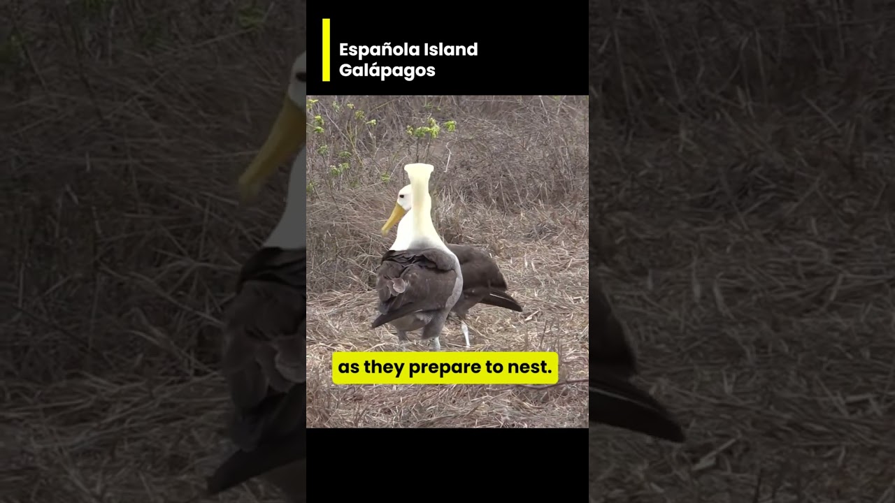 Española Island Galápagos - Discover the birdwatcher's haven on Española Island! 🐦🌴 Witness the mesm