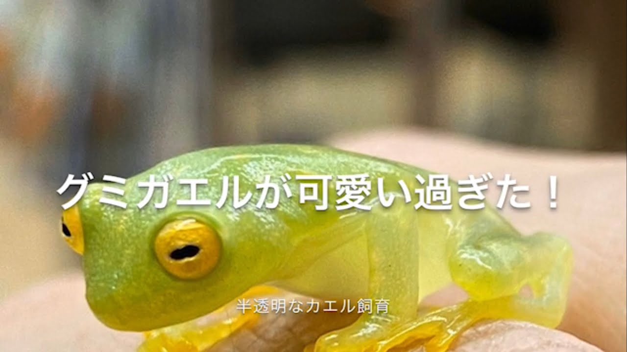 透明なカエル グミガエルが可愛い過ぎた グミガエルの飼育方法も紹介します Youtube