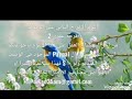 ٩     ودع العزوبية من ألبوم الأفراح الثاني  فرحة عمري  على الدفوف