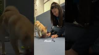 Day in the Life of a Battersea Volunteer