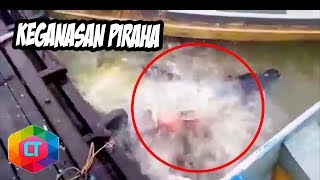 6 Momen Keganasan Ikan  Piranha